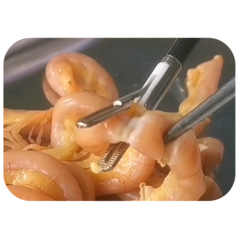 CUT1541